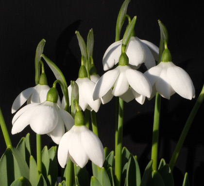 Galanthus 'Godfrey Owen'